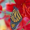 Butterfly On Red Lily Diamond Painting