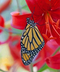 Butterfly On Red Lily Diamond Painting