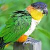 Lone Colorful Caique Bird diamond painting