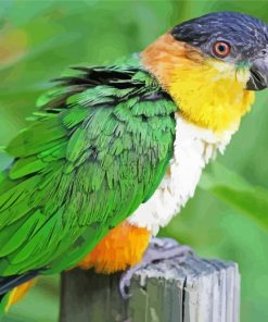 Lone Colorful Caique Bird diamond painting