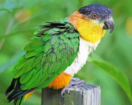 Lone Colorful Caique Bird diamond painting