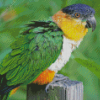 Lone Colorful Caique Bird diamond painting