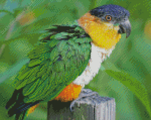 Lone Colorful Caique Bird diamond painting