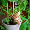 Cat Sitting On Potted Plant Diamond Paintings