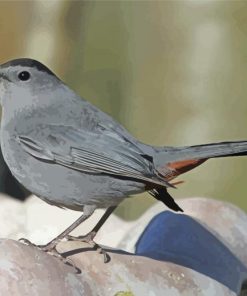 Catbird Bird Diamond Paintings