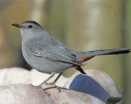 Catbird Bird Diamond Paintings