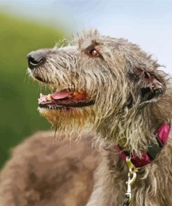 Close Up Irish Wolfhound Diamond Painting