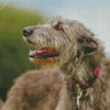 Close Up Irish Wolfhound Diamond Painting