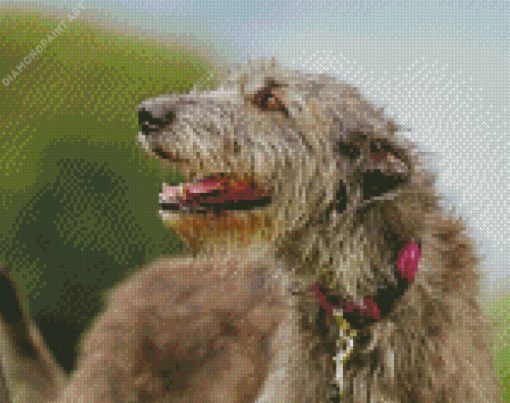 Close Up Irish Wolfhound Diamond Painting