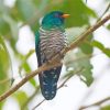 Close Up Asian Emerald Cuckoo Diamond Paintings