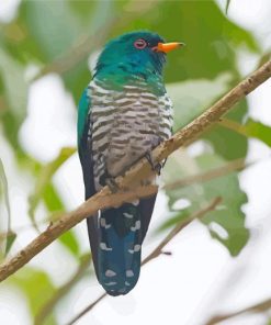 Close Up Asian Emerald Cuckoo Diamond Paintings