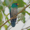 Close Up Asian Emerald Cuckoo Diamond Paintings