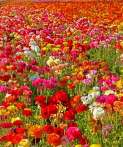 Colorful Flowers In Field Diamond Paintings