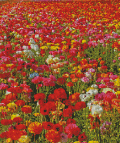 Colorful Flowers In Field Diamond Paintings