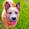 Cute Australia Cattle Dog Diamond Paintings