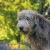 Cute Wolfhound Dog Diamond Painting