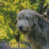 Cute Wolfhound Dog Diamond Painting