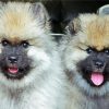 Keeshond Puppies Diamond Painting