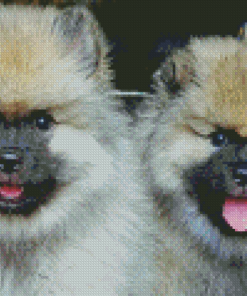 Keeshond Puppies Diamond Painting