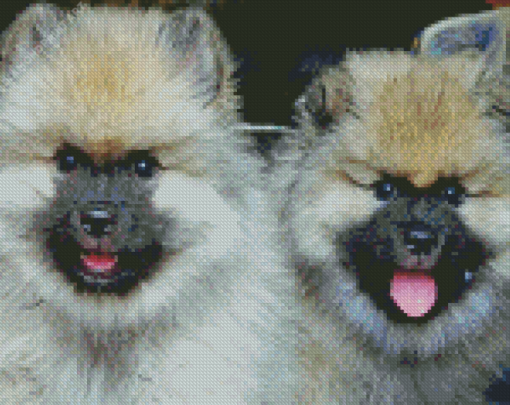 Keeshond Puppies Diamond Painting