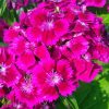 Pink Sweet William Flowers Diamond Paintings