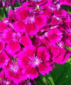 Pink Sweet William Flowers Diamond Paintings