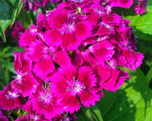 Pink Sweet William Flowers Diamond Paintings