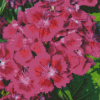 Pink Sweet William Flowers Diamond Paintings