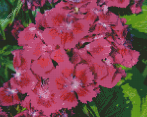 Pink Sweet William Flowers Diamond Paintings