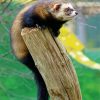 Polecat Diamond Painting