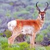 Pronghorn Diamond Painting