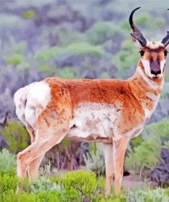 Pronghorn Diamond Painting