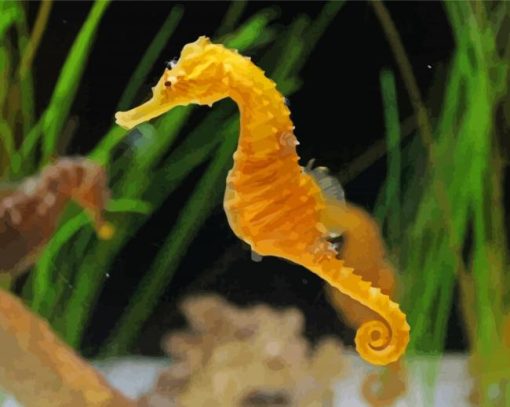 Sea Horse Diamond Painting