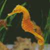 Sea Horse Diamond Painting