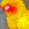 Sleeping Sun Conure Diamond Painting