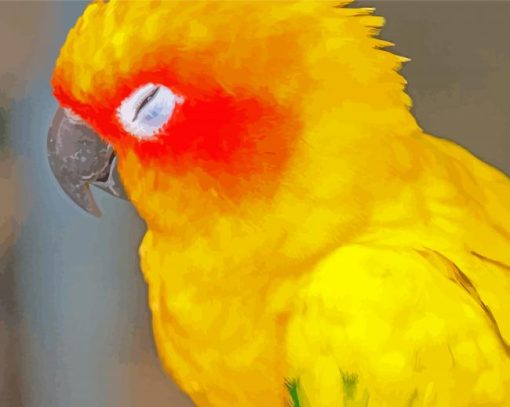 Sleeping Sun Conure Diamond Painting