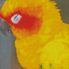 Sleeping Sun Conure Diamond Painting