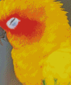 Sleeping Sun Conure Diamond Painting