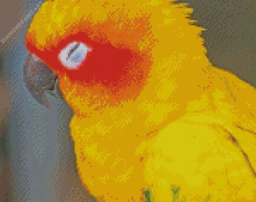 Sleeping Sun Conure Diamond Painting