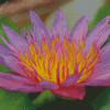 Tiger Lotus Diamond Painting