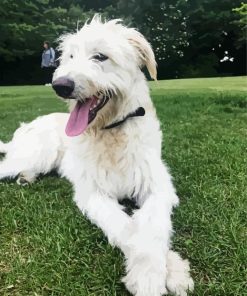 White Wolfhound Diamond Painting