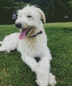 White Wolfhound Diamond Painting