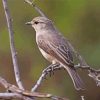 African Grey Flycatcher Diamond Painting