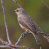 African Grey Flycatcher Diamond Painting