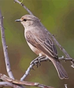 African Grey Flycatcher Diamond Painting