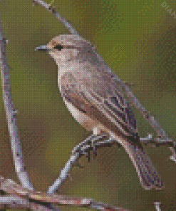 African Grey Flycatcher Diamond Painting