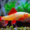 Albino Rainbow Shark Fish Diamond Painting