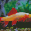 Albino Rainbow Shark Fish Diamond Painting