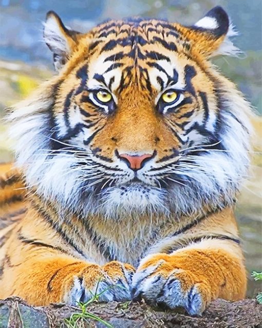 Beautiful Tiger Eyes Adulr Diamond Painting