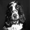 Black And White Cocker Spaniel Art Diamond Painting